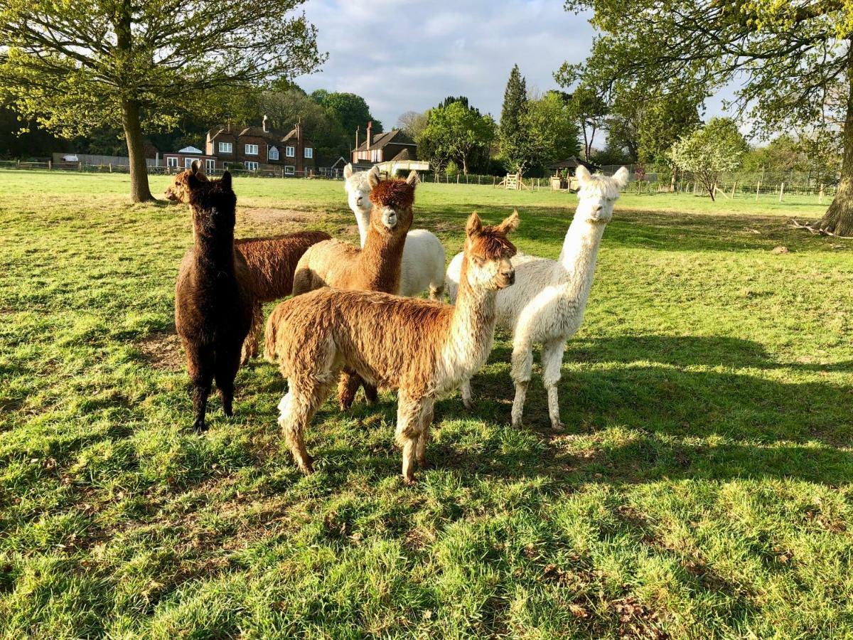 Bewl Rookery B&B Wadhurst ภายนอก รูปภาพ